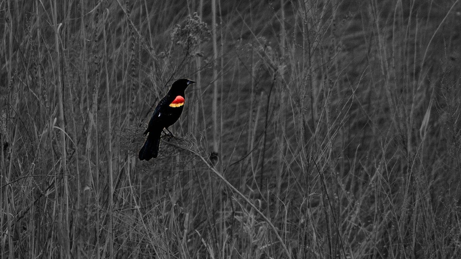 A red-winged blackbird perched in grey marsh grass